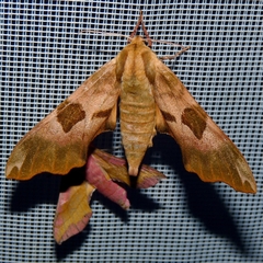 Deilephila porcellus
