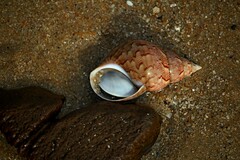 Phasianella australis