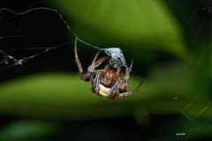 Araneus lathyrinus