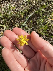 Listia bainesii