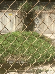 Nasturtium officinale