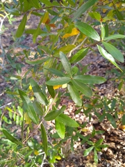 Quercus hemisphaerica