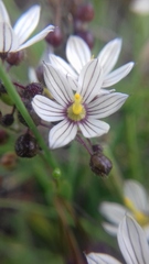 Sisyrinchieae