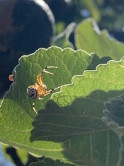 Araneus guttatus