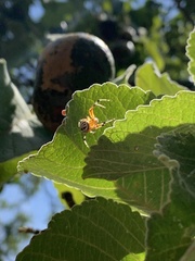 Araneus guttatus