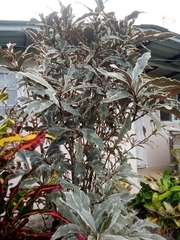 Macadamia tetraphylla