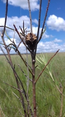 Parawixia