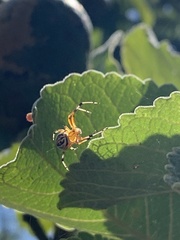 Araneus guttatus