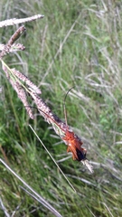 Oxymerus