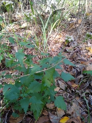 Fleischmannia incarnata