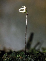 Utricularia delicatula