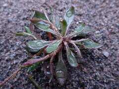 Montia parvifolia