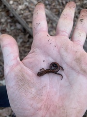 Plethodon ventralis