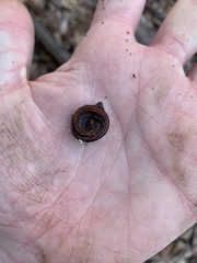 Plethodon ventralis