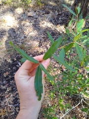 Quercus hemisphaerica