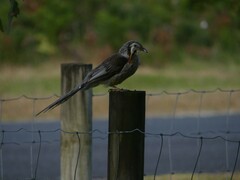 Anthochaera paradoxa