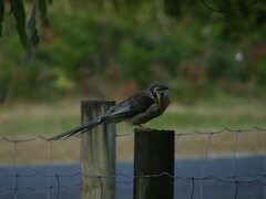 Anthochaera paradoxa