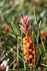 Pinus halepensis