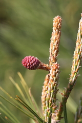 Pinus halepensis