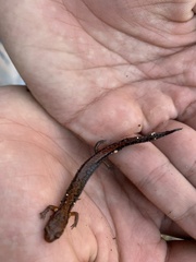 Plethodon ventralis