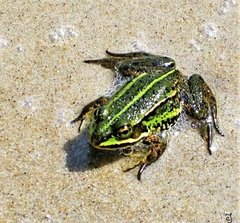Pelophylax ridibundus