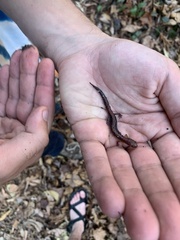 Plethodon ventralis