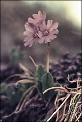 Primula glutinosa