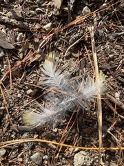 Setophaga coronata
