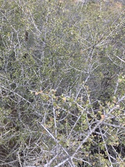 Rhamnus crocea