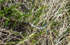 Scolopendridae