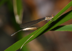 Pseudagrion ignifer