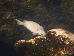 Acanthurus tractus