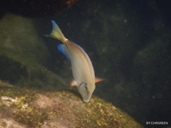 Acanthurus tractus