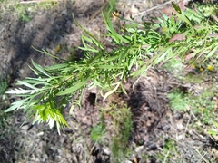 Eupatorium compositifolium