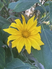Tithonia diversifolia