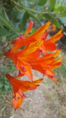 Alstroemeria ligtu