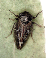 Membracidae