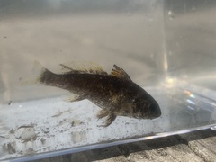 Sciaenidae