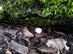 Collybiopsis quercophila