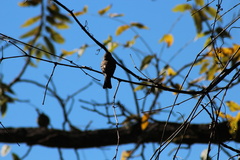 Tyrannidae