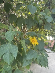 Tithonia diversifolia