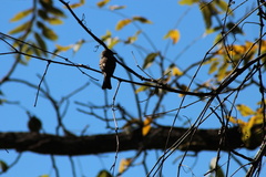 Tyrannidae