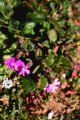 Silene littorea