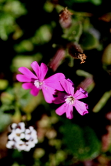 Silene littorea