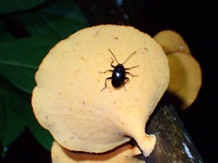 Amarygmus