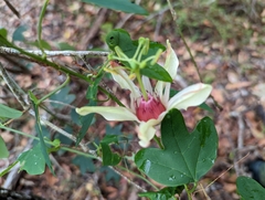 Passiflora aurantia