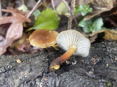 Flammulina velutipes