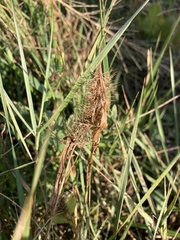 Setaria adhaerens