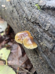 Flammulina velutipes