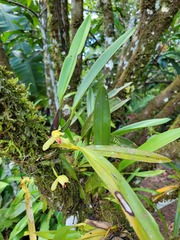 Maxillaria rufescens
